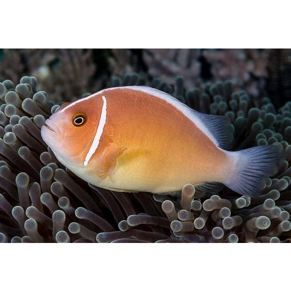  Pink Skunk Clown Tank Bred