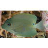 Striated Bristletooth Tang