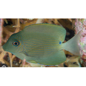  Striated Bristletooth Tang
