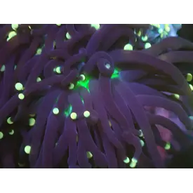  Joker Torch Single Head