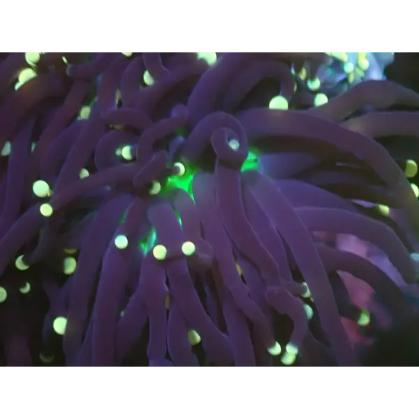  Joker Torch Single Head