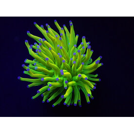  Bali Holy Grail Torch Frag