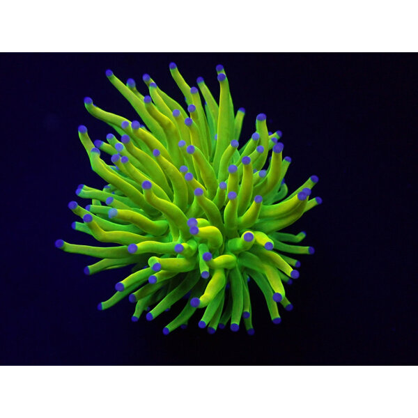  Bali Holy Grail Torch Frag