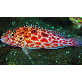  Coral Hawkfish