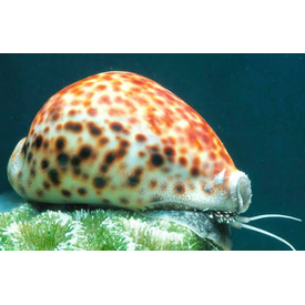  Tiger Cowrie Snail