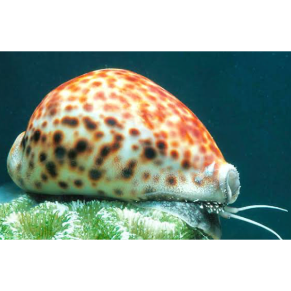  Tiger Cowrie Snail