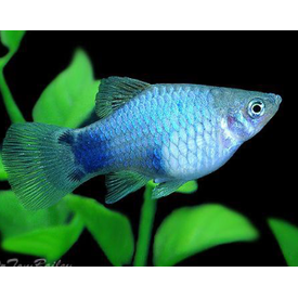  Blue Platy