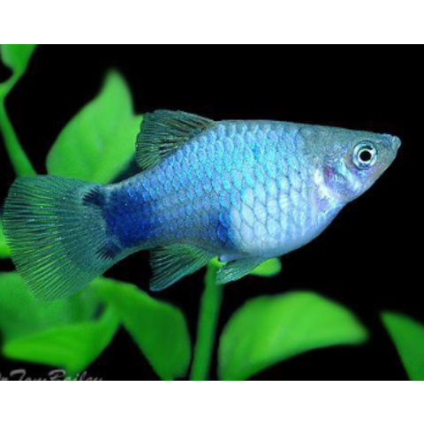 Blue Platy