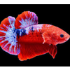 Betta Plakat Hellboy