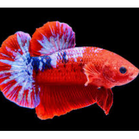  Betta Plakat Hellboy