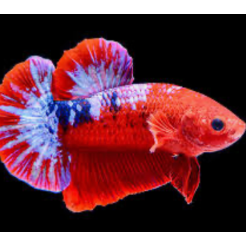 Betta Plakat Hellboy