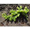 Grape Algae Caulerpa