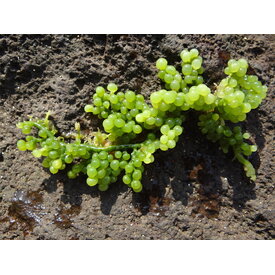  Grape Algae Caulerpa