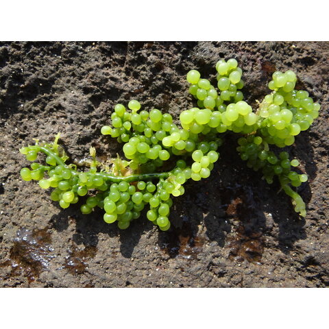 Grape Algae Caulerpa