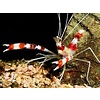Zanzibar Coral Banded Shrimp