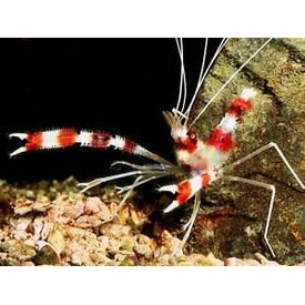  Zanzibar Coral Banded Shrimp
