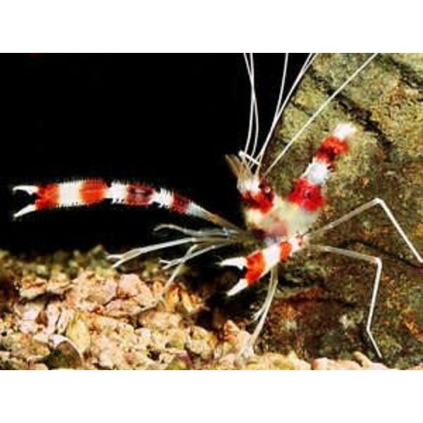  Zanzibar Coral Banded Shrimp