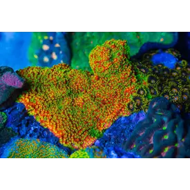  Montipora Sunset Colony