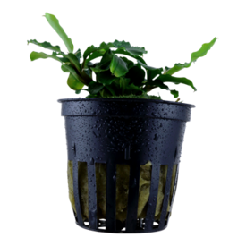 Tropica Bucephalandra Bukit Kelam