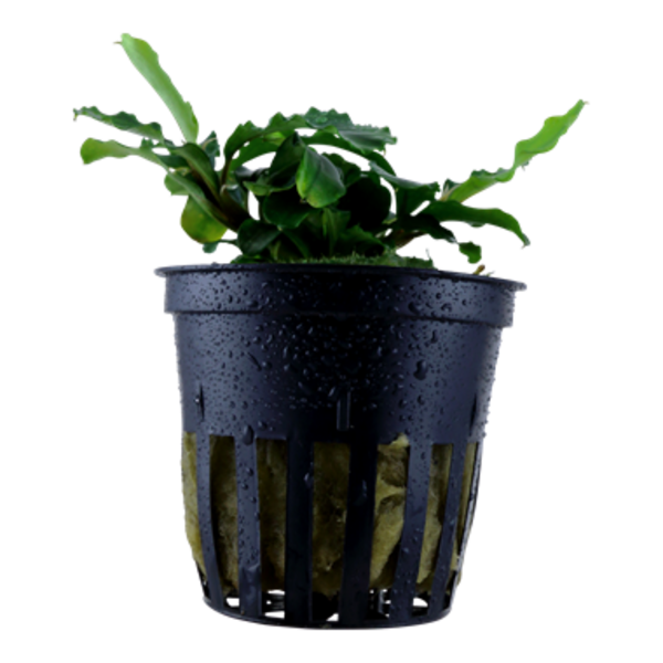 Tropica Bucephalandra Bukit Kelam