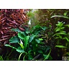 Bucephalandra Bukit Kelam