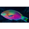 Green Blotched Parrotfish