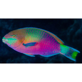  Green Blotched Parrotfish