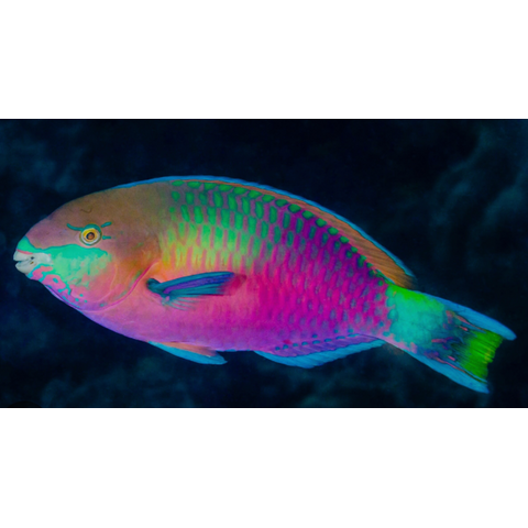 Green Blotched Parrotfish