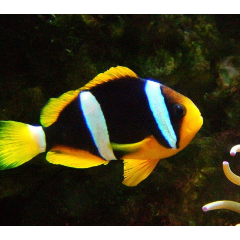 Mata Tang ( Acanthurus mata )