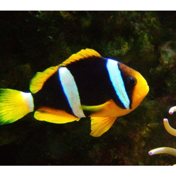  Mata Tang ( Acanthurus mata )