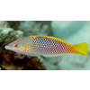 Checkerboard Wrasse