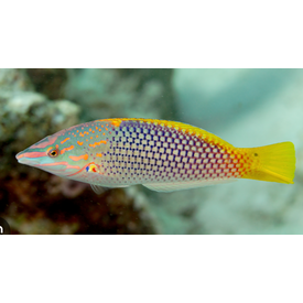  Checkerboard Wrasse