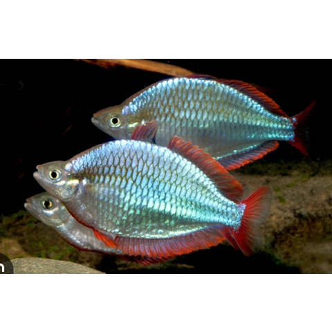 Neon Dwarf Rainbowfish