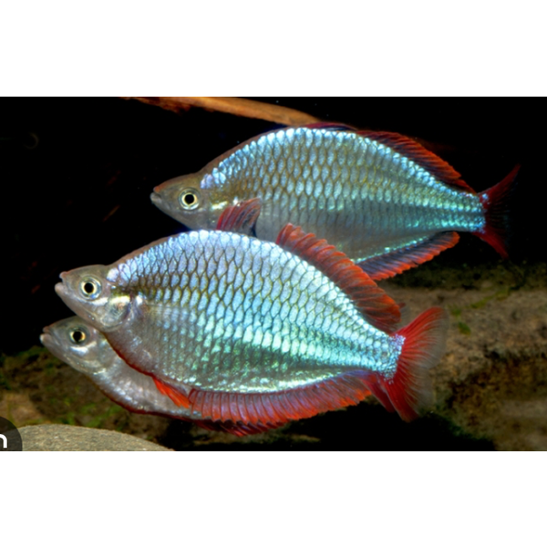 Neon Dwarf Rainbowfish