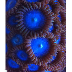  Tubbs Blue Zoas