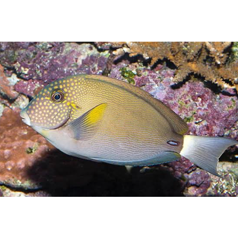 White Freckled Tang ( Acanthurus maculiceps )