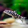 YoYo Loach