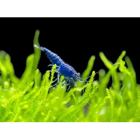  Blue Velvet Shrimp FW