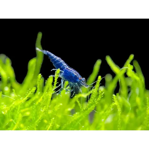 Blue Velvet Shrimp FW