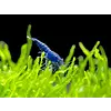 Blue Velvet Shrimp  ( Neocaradina denticulata  ) FW