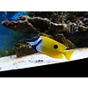 One Spot Foxface Rabbit ( Siganus unimaculatus )