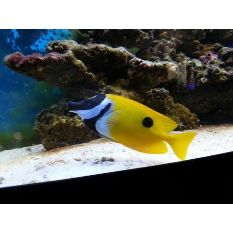 One Spot Foxface Rabbit ( Siganus unimaculatus )
