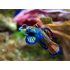 Psychedelic Mandarin Goby