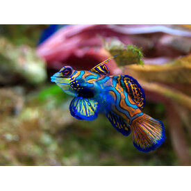  Psychedelic Mandarin Goby