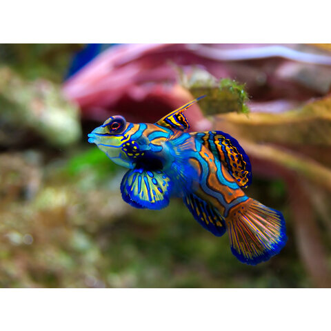 Psychedelic Mandarin Goby