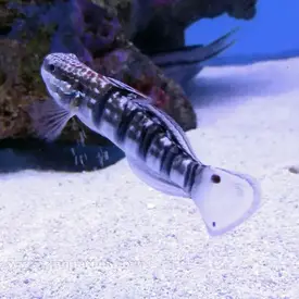  Banded Goby