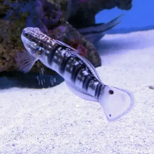 Banded Goby