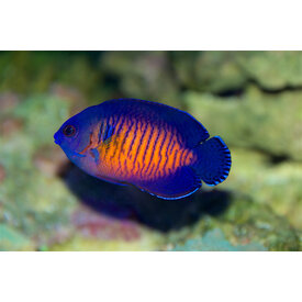  Coral Beauty