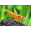Orange Rili Shrimp FW ( Neocaridina davidi var. )
