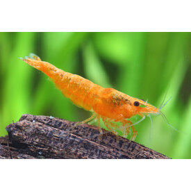  Orange Rili Shrimp FW ( Neocaridina davidi var. )
